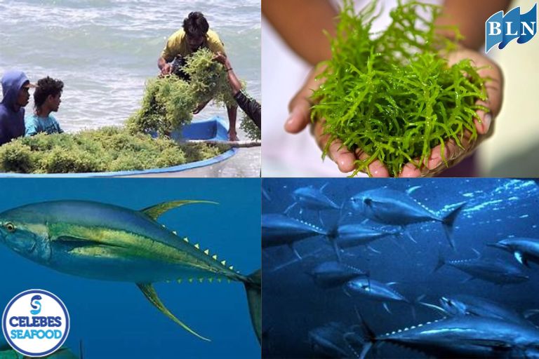 Seaweed to Tuna: Indonesia's Blue Gold Potential
